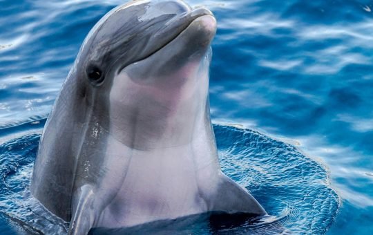 Photo of a dolphin as Google develops an AI model based on insights from Gemma called DolphinGemma to decipher how dolphins communicate and one day facilitate interspecies communication.